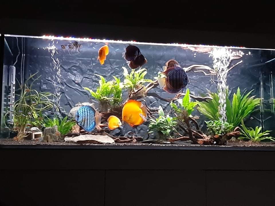 3D pozadí do akvaria 80x40 - Kůra